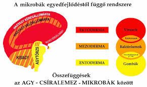 mikrobak_es_az_agy.jpg