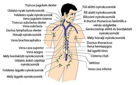 nyirok_renszer_4.jpg